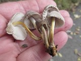 Mycena inclinata image