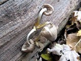 Mycena inclinata image