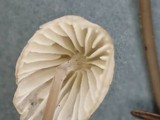 Mycena galopus var. galopus image