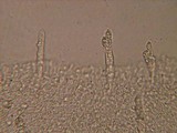 Mycena galopus var. galopus image
