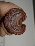 Ganoderma meredithiae image