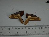 Ganoderma meredithiae image