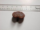 Ganoderma meredithiae image