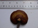 Ganoderma meredithiae image