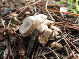 Marasmius albogriseus image