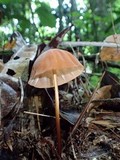 Marasmius rhabarbarinus image