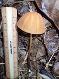 Marasmius rhabarbarinus image
