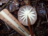 Marasmius rhabarbarinus image