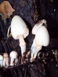 Coprinopsis mexicana image