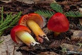 Hygrocybe laetissima image