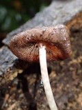 Coprinopsis mexicana image