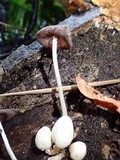 Coprinopsis mexicana image