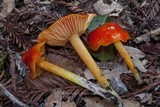 Hygrocybe acutoconica image