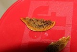 Gloeophyllum sepiarium image