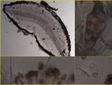 Caloplaca ferruginea image