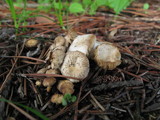 Marasmius albogriseus image