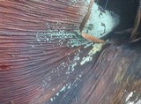 Trichoderma viride image