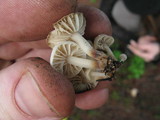 Marasmius albogriseus image