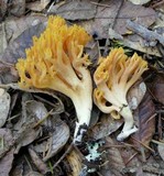 Ramaria flavigelatinosa image