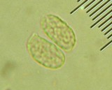 Ramaria flavigelatinosa image