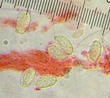 Ramaria flavigelatinosa image