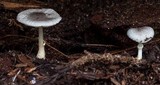 Lepiota atrodisca image