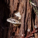 Lepiota atrodisca image