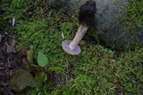 Laccaria ochropurpurea image