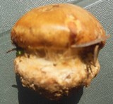 Cortinarius odorifer image