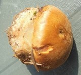 Cortinarius odorifer image
