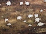 Propolis farinosa image