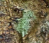Trichoderma viride image