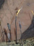Xylaria comosa image