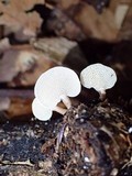 Panellus pusillus image