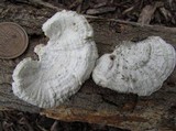 Poronidulus conchifer image