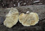 Poronidulus conchifer image