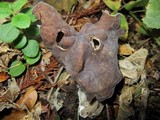 Helvella maculata image