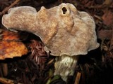 Helvella maculata image