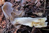 Helvella maculata image