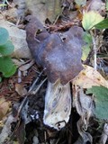 Helvella maculata image