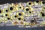 Cyphelium tigillare image