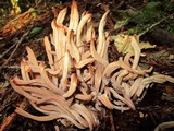 Clavaria fumosa image