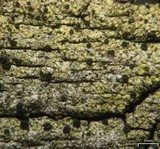 Cyphelium pinicola image
