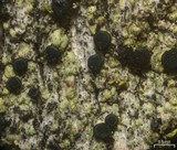 Cyphelium pinicola image