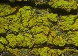 Candelaria pacifica image