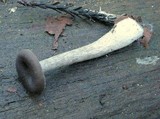 Pseudoclitocybe cyathiformis image