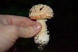 Amanita aprica image