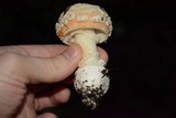 Amanita aprica image