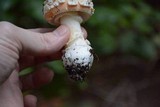 Amanita aprica image