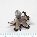 Geastrum schmidelii image